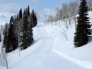 Trail at the Grand Targhee ski area