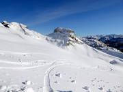 Fresh tracks in the snow