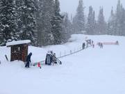 Sweet Pea - People mover