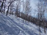 Descents through the open forests