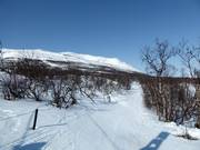 The valley run winds its way through sparse forest