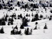 Galtenheisen - T-bar