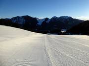 Freshly groomed Osthang