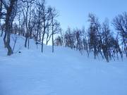 Attractive routes through the forest