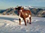 The emblem of Almenwelt Lofer